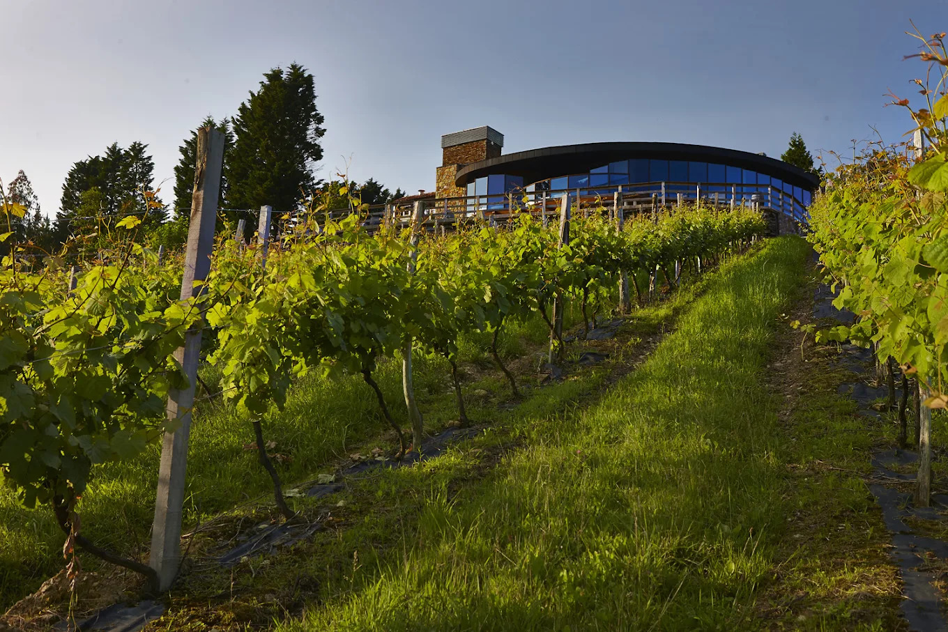 Bodega Berroja