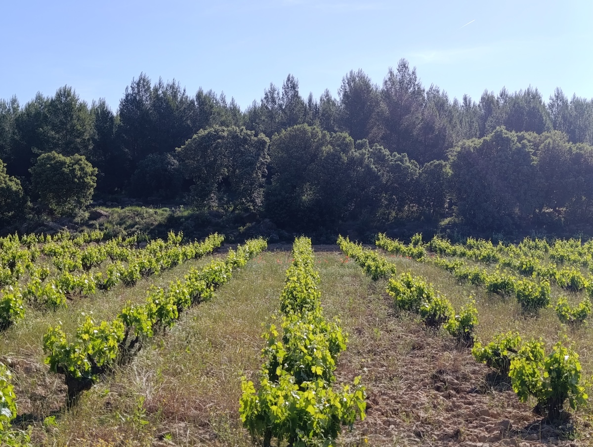 Bodega Setvins de Muntanya