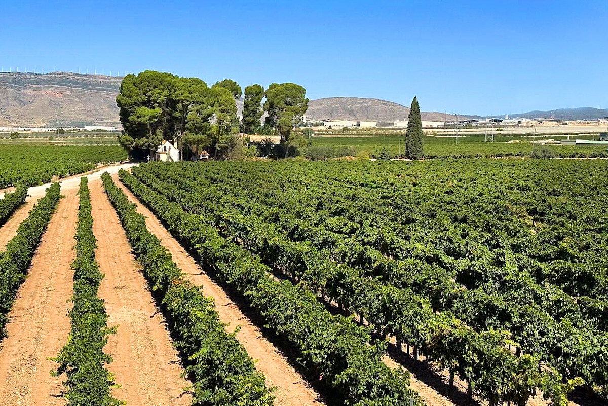 Bodegas Vicente Gandía