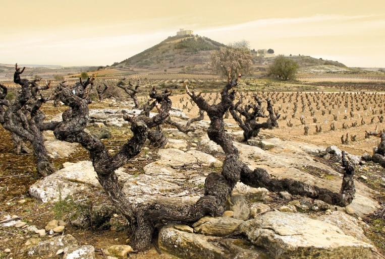 Hoplita Historic Vineyards