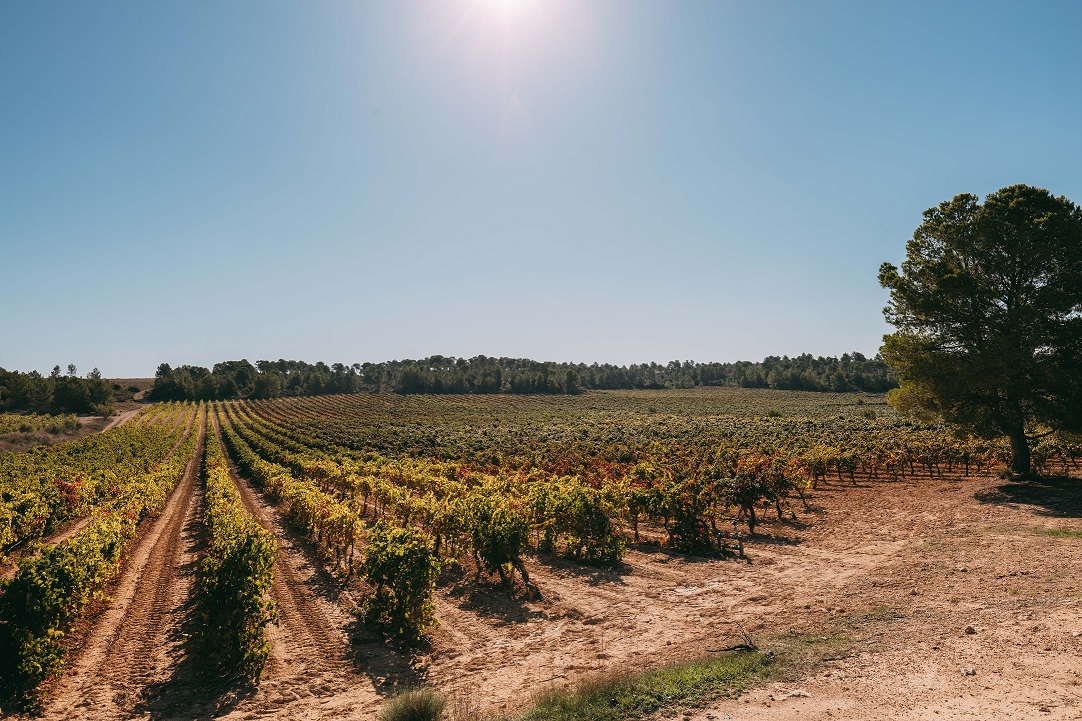 Bodega Vegalfaro