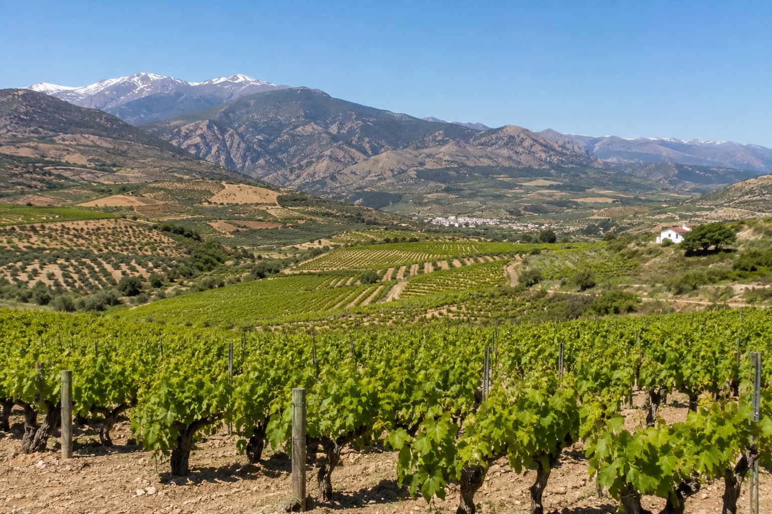 D.O.P. Vinos de Granda