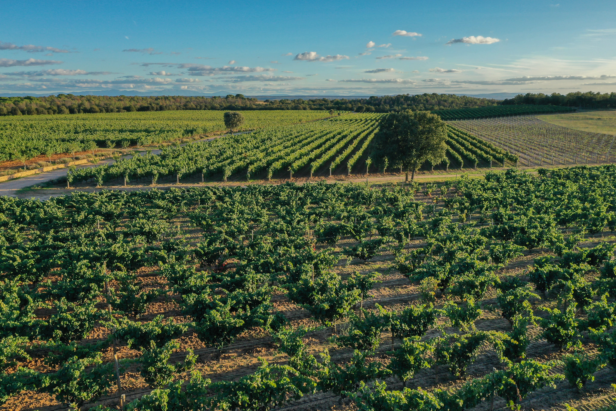 D.O. Ribera del Duero
