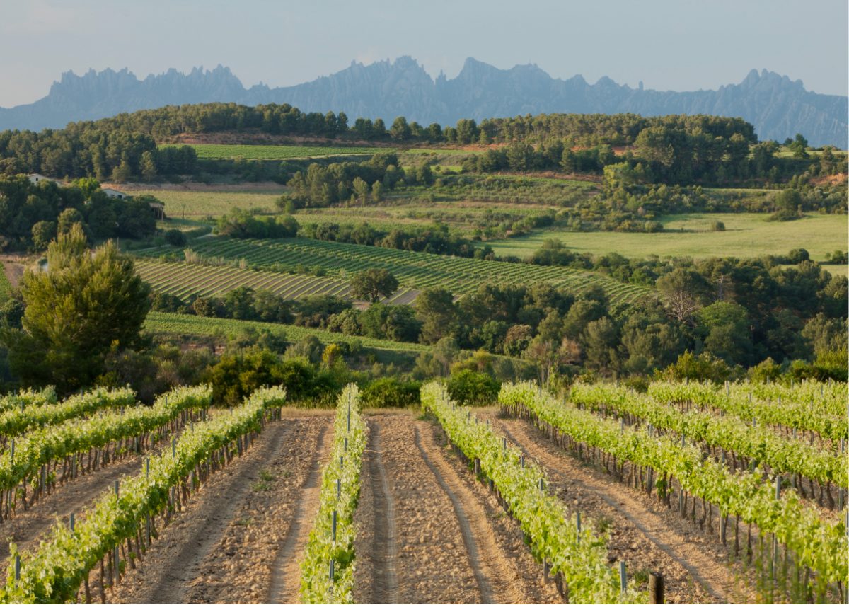 D.O. Penedès