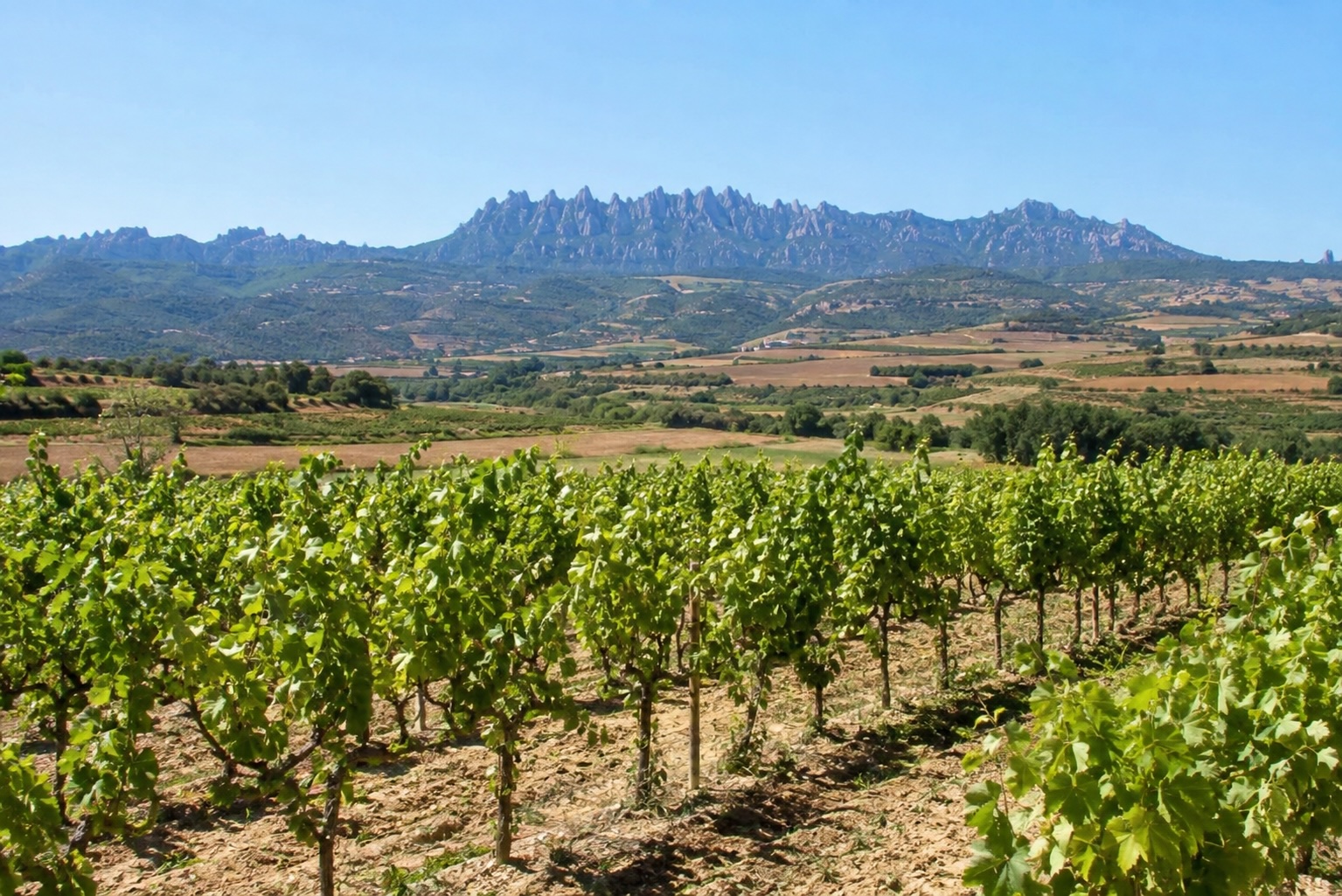 D.O. Pla de Bages
