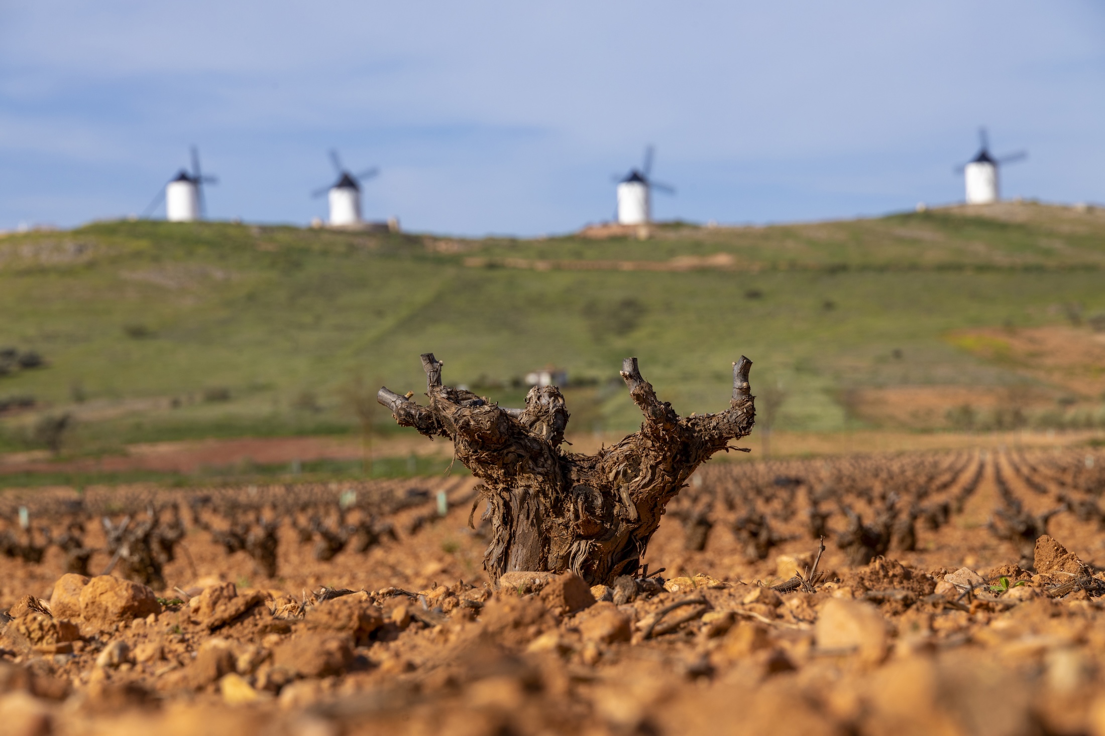 D.O. La Mancha