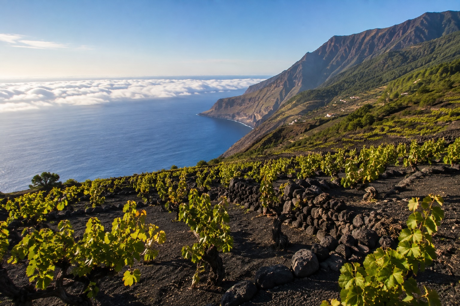 D.O. La Palma