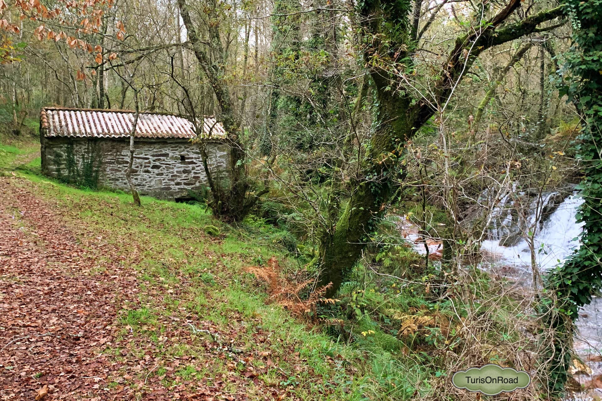 Foto 2 de Touro
