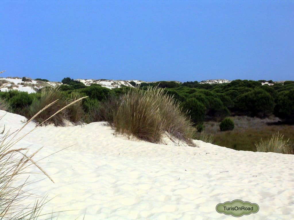 Foto 4 de Parque Natural de Doñana