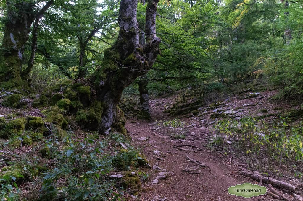 Foto 5 de Parque Natural de Urbasa-Andía