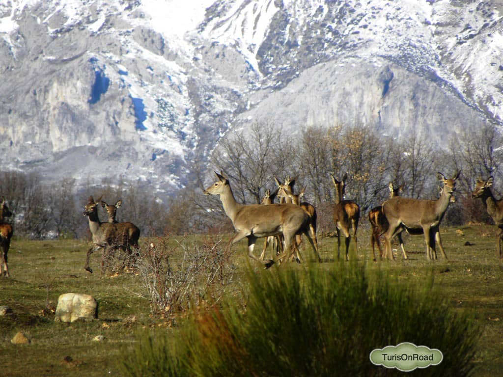Foto 4 de Cervera de Pisuerga