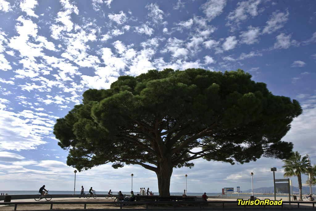 Foto 2 de Cambrils