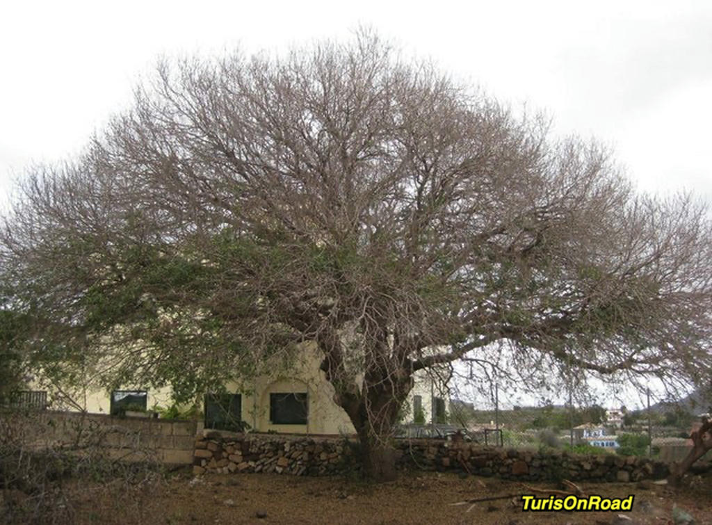Foto 2 de Arona