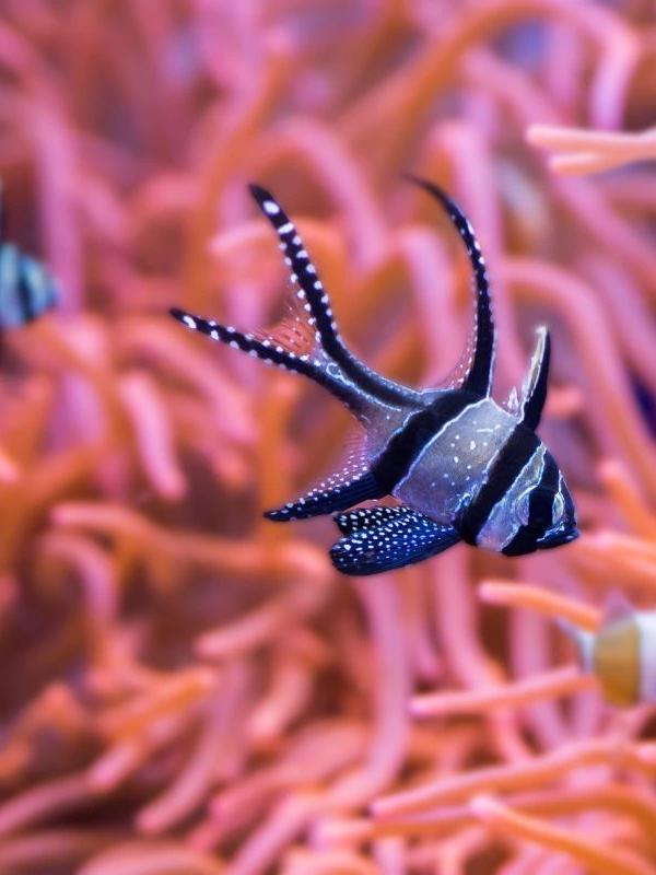 Visita al Acuario de Sevilla : Horarios y tarifas - Acuario de Sevilla