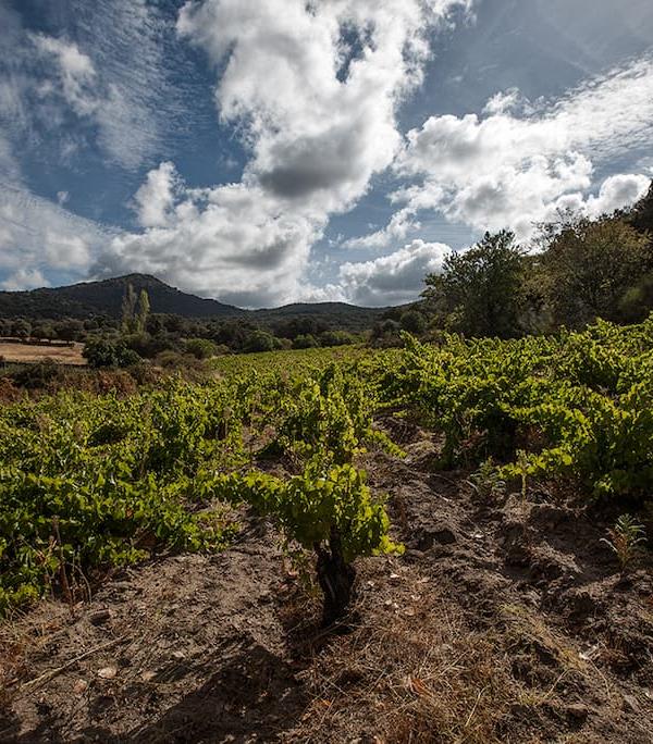 BODEGAS CANOPY