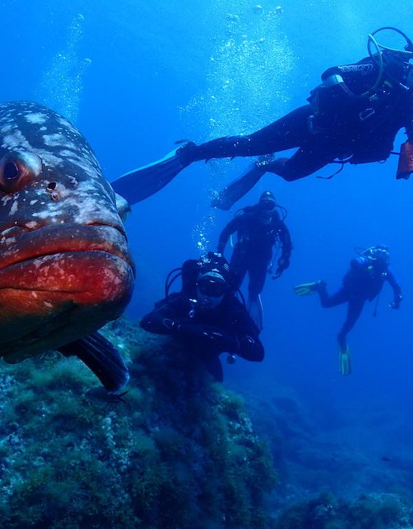 BUCEO EN LAS ISLAS COLUMBRETES