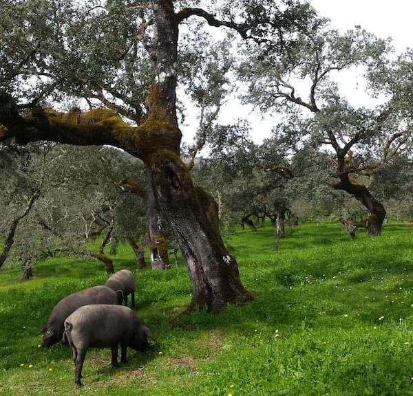 TOUR DEL CERDO IBÉRICO EN LA SIERRA DE HUELVA