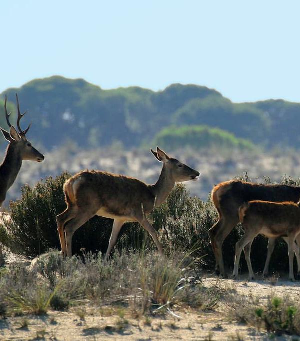 EXCURSIÓN DE 1 DÍA AL PARQUE NACIONAL DE DOÑANA Y EL ROCÍO 