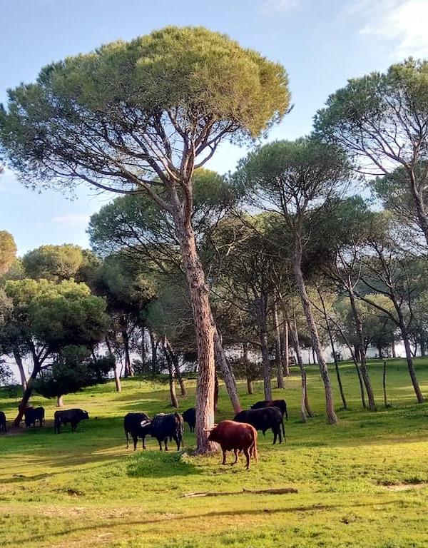 VISITA A UNA GANADERÍA DE TOROS BRAVOS